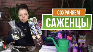 Как сохранить саженцы до посадки ✿