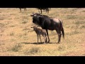 Hyena tries to catch a just born gnu