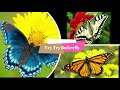 1011 03 Butterfly-  Learn to Read with Ace and Christi (A. C. E. Accelerated Christian Education)