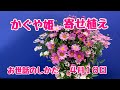 かぐや姫の寄せ植えお世話のしかた