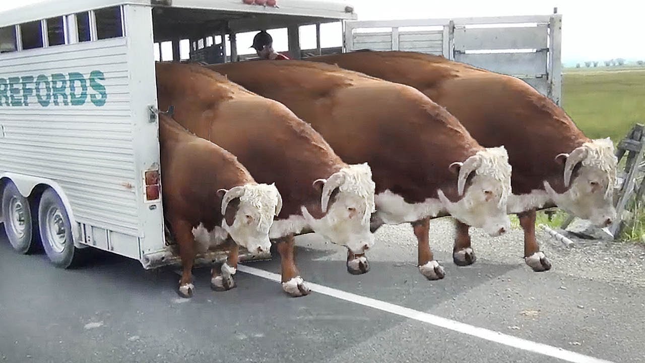 Easy Steps for a Perfect Stall Cleaning | Farm #withme - YouTube