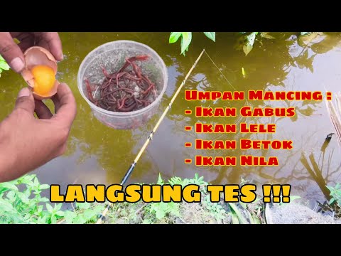 Video: Umpan Apa Untuk Menangkap Ikan Lele Amur Dalam Perjalanan Memancing?