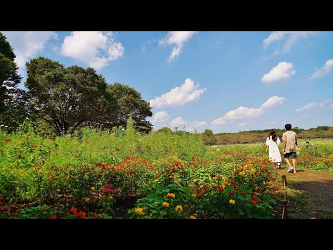 無 縁 坂 （さだ まさし）　市川 由紀乃　東京 昭和記念公園