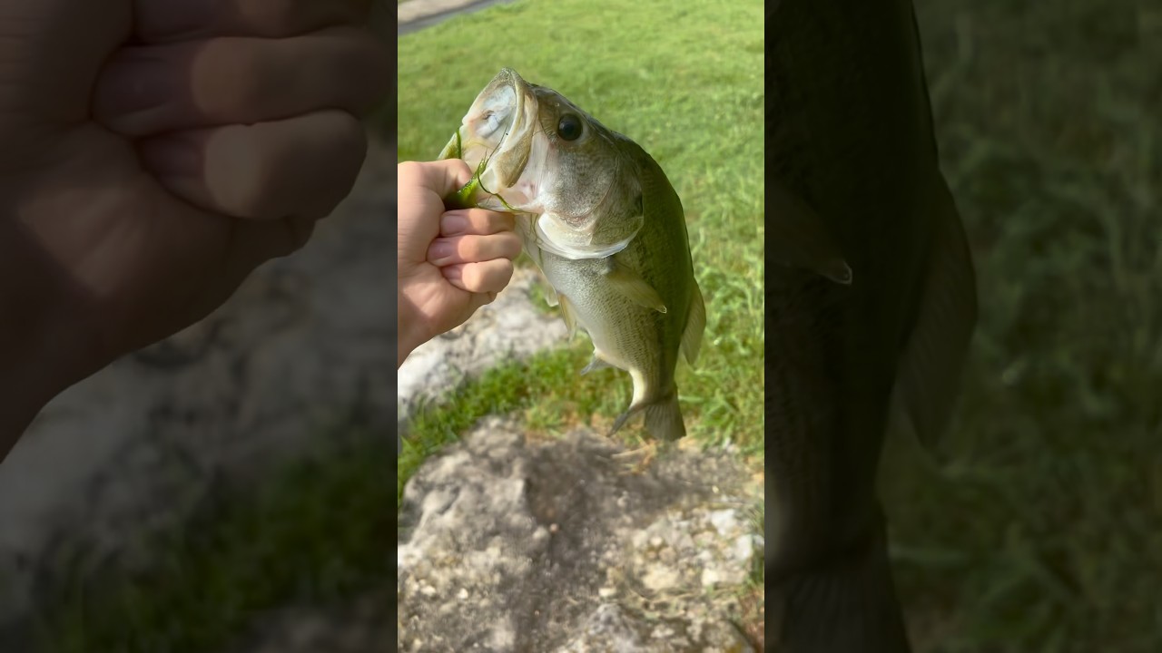 Sport fish of Missouri 