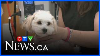 New state-of-the-art veterinary hospital is in town