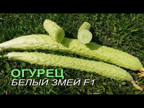 Огурец БЕЛЫЙ ЗМЕЙ F1. Обзор сортов ОГУРЦОВ!