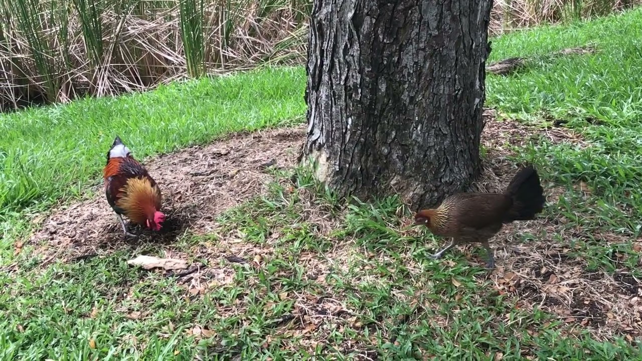 A Pair Of Jungle Fowl YouTube