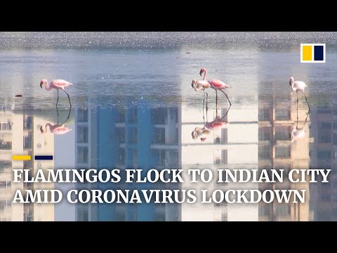 Pink flamingos flock to Indian city of Navi Mumbai amid nationwide coronavirus curfew