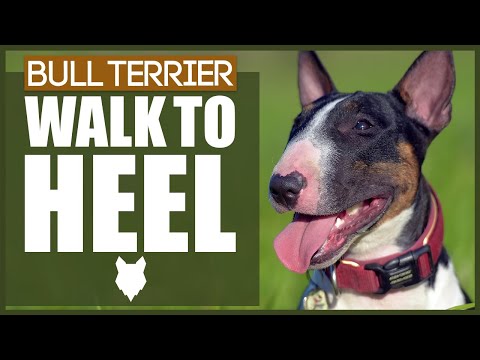 Video: Hva kan jeg forvente fra min Redning Bull Terrier?