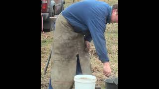 Hot shoeing a Belgian draft horse