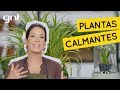 Plantas no quarto: dicas para dormir bem | Gabi Pileggi | Jardinagem