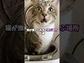 猫が撫でられると喜ぶ場所5選 #猫 #ねこ #保護猫 #猫との暮らし #猫のいる暮らし #猫のいる生活 #雑学 #猫動画 #猫好きさんと繋がりたい #猫好き #ねこ好き VOICEVOX:青山龍星