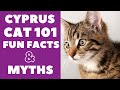 Cyprus  Cats 101 : Fun Facts & Myths の動画、YouTube動画。