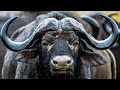 600 Miles of Wildlife: Exploring Life Along The Zambezi River | Zambezi: Force Of Life | Real Wild