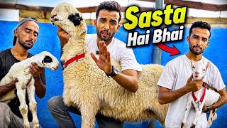😍 Itne Saste Rate? Ghar Ki Mandi Ne Karachi Bakra Mandi Ko Challenge Kar Diya | Har Mal Hai Sasta 🐐💥