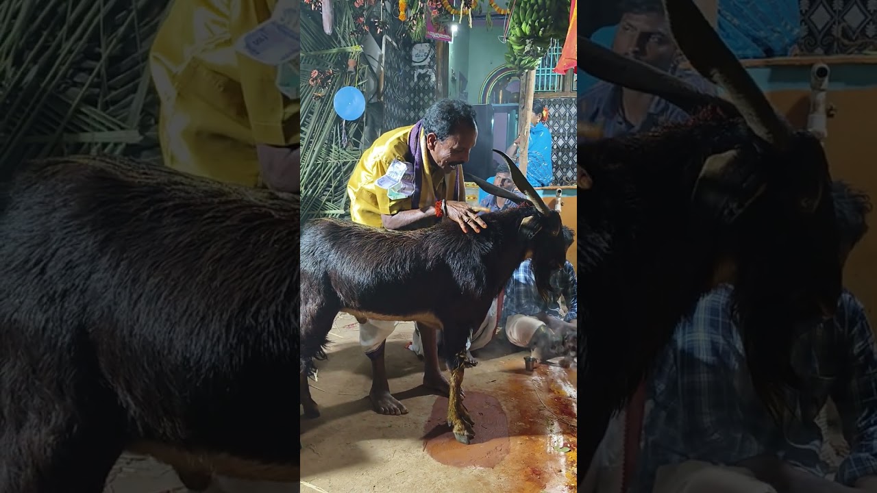 తిర్లంగి గ్రామములో మడ్డు నల్లయ్య గారి గావు సంబరం లో సారిపల్లి లచ్చయ్య గారి గొల్ల చదువు 