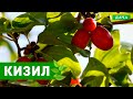 Вкусный Сад: КИЗИЛ - как посадить и вырастить у себя в саду