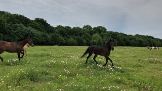 Dreamer/Liberty enter the herd for the first time