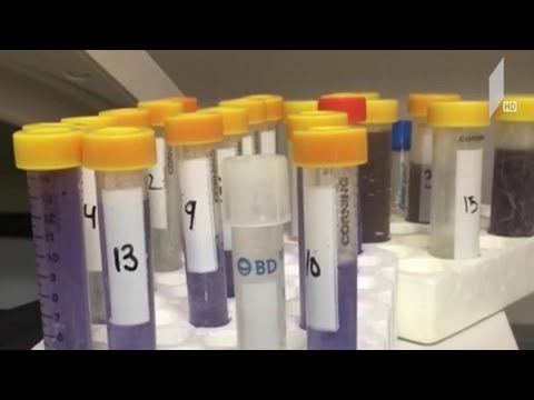 COVID 19 - მეცნიერები ვაქცინაზე მუშაობენ