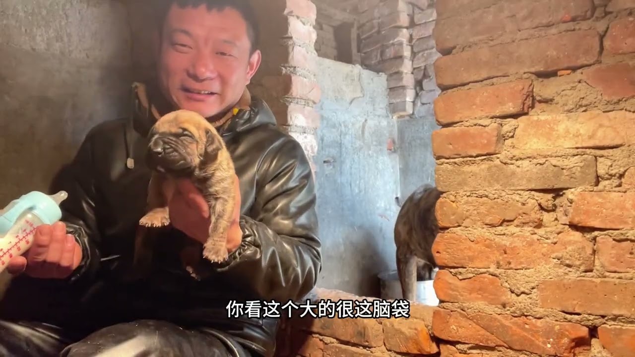 花虎当爹了，搭配泽丽生产五公三母，给小奶狗加餐，#加纳利花虎 #小奶狗 #养狗人 #护卫犬 #不养狗不知道养狗的乐趣