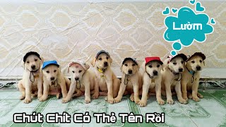 Ngày 49 | Chút Chít đã có thẻ tên và mũ cực ngầu ❤ My Puppies have Name Tag and Cute Hats