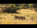 Wild tigers in africa shaka  oria