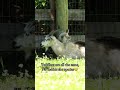 Toddlers are all the same…no matter the age! #katievanslyke #goats #goat #minigoat