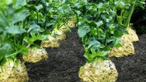 The Life Cycle of Celeriac | Modern Agriculture Planting and Harvesting Root Celery