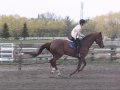 Show jumping  lavos z training