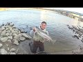 Steelhead Fishing Grand Rapids MI (Pure Michigan) - YouTube