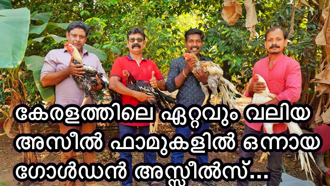 നിങ്ങൾ ഇതുവരെ കാണാത്ത അങ്കകോഴികൾ.. Kerala’s most biggest Aseels.