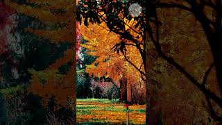 Lofi | Peaceful Nature Sounds for Healing Rest | Mind Spa Music #relaxingmusic #lofi