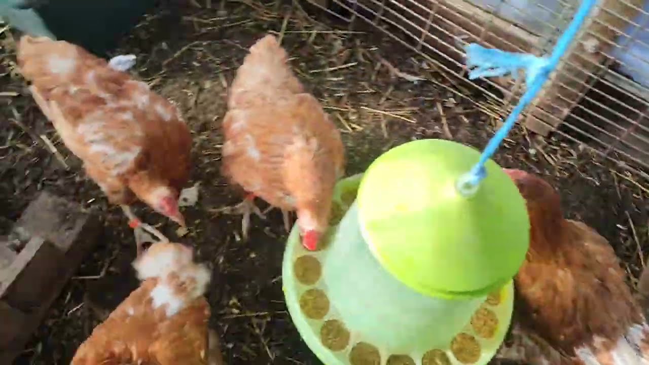 КРЫСА ЖИВЁТ ПРЯМ ТАМ🤦‍♀️😨ПЕРЕСЕЛЕНИЕ КУР🔥ХРОМОНОЖКА НА РАБОТЕ📌