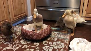 ducklings drying off in the kitchen