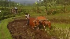 pak Tani   Koes Plus  - Durasi: 2:51. 