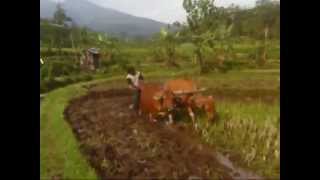 pak Tani Koes Plus