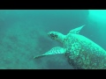 Genevive et la tortue  la martinique