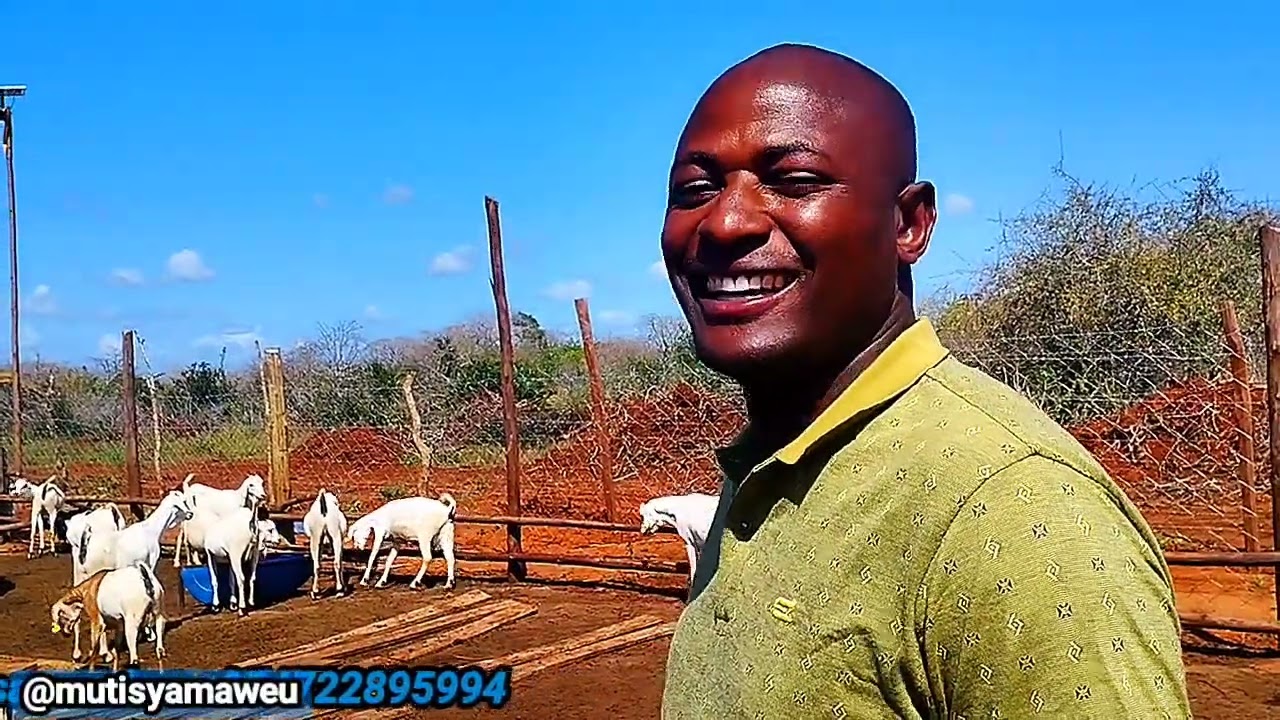 Masai man mesmerized by Eng Kathos goats 🐐🐐 at Kilibasi