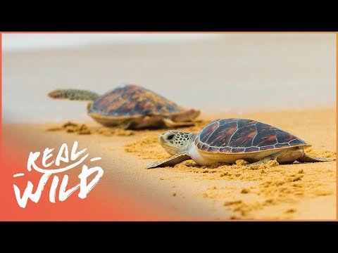 Video: Pet Scoop: Leatherback havssköldpaddor kan möta utrotning, grupp erbjuder husmatstämplar