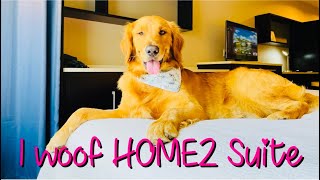 Puppy Did A Room Tour In A Pet Friendly Hotel | HOME2 SUITES by Hilton