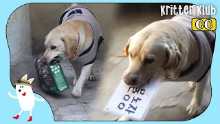 Smart Dog Who Can Read Is Such A Romanticist (Part 1) | Kritter Klub