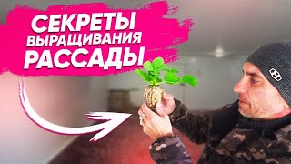 Секреты Трей рассады. Trey plants