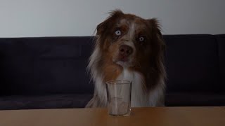 Cute dog encounters ice cubes - but thinks it's boring #Shorts