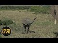 safariLIVE - Sunrise Safari - October 6, 2018