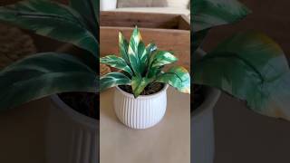 Cómo hacer plantas falsas para decorar tu casa