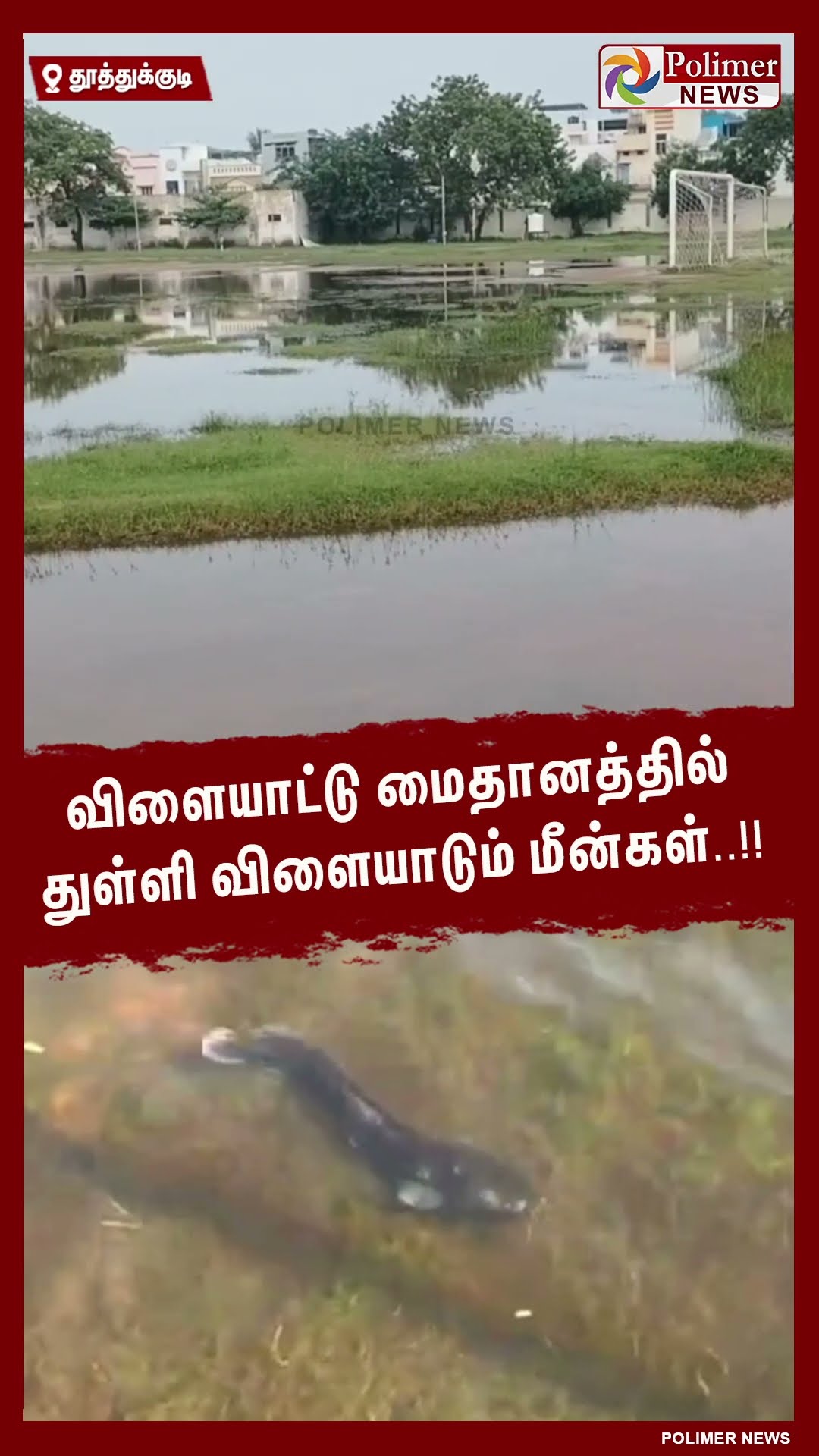 விளையாட்டு மைதானத்தில் துள்ளி விளையாடும் மீன்கள்..  #shorts