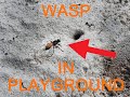 Wasp in Sand Playground in Singapore