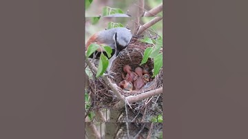 cendet alam liar #birds #kicaumania