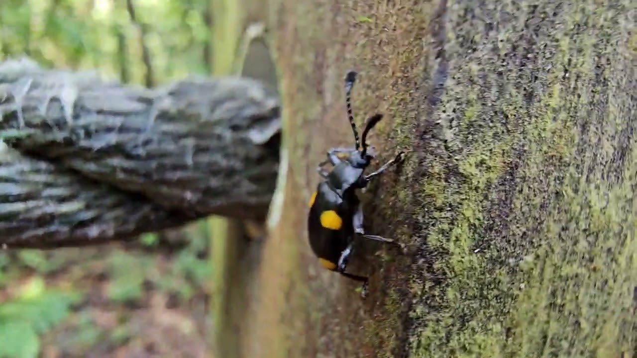 Four-spotted Fungus Beetle ( Eumorphus quadriguttatus )