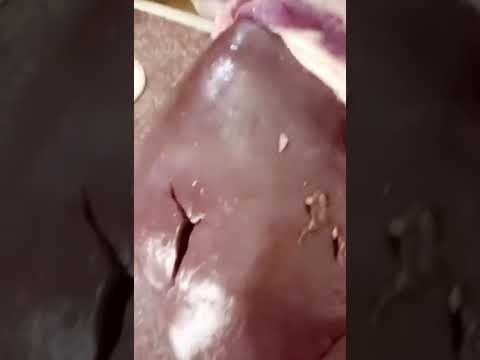 ان ما تعلمتي السنع في بيت ابوش الشاعر علي بن حمري